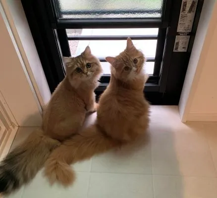 猫の写真