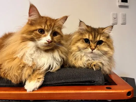 猫の写真
